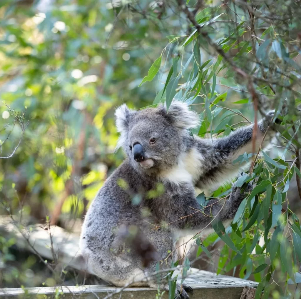 Koala Conservation Reserve