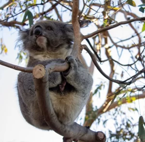 What Makes Phillip Island So Special? A Guide to its Unique Attractions