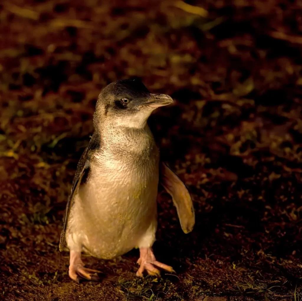 Penguin Parade