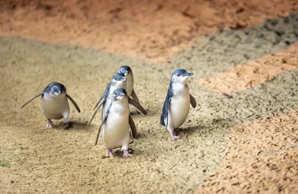 Phillip Island Nature Parks