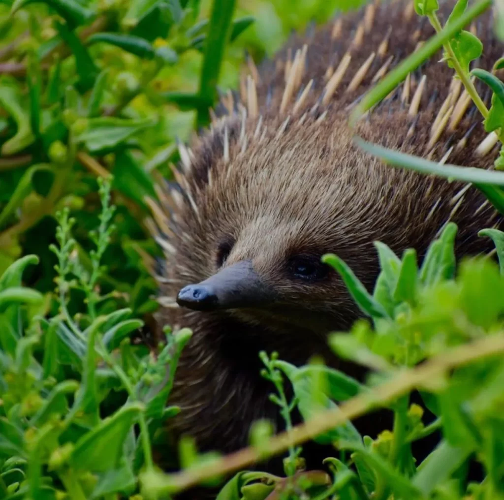 Phillip Island tours from Melbourne